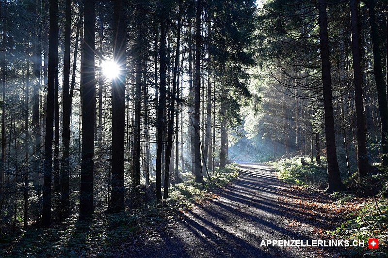 Novemberstimmung mit fahlem Sonnenlicht im Wald