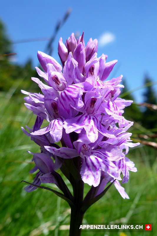 Orchideen-Bluete