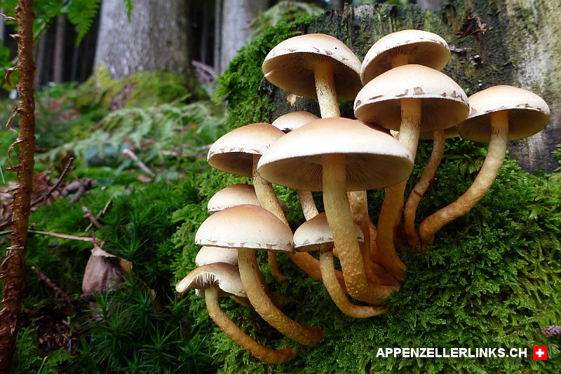 Pilze in einem Appenzeller Wald