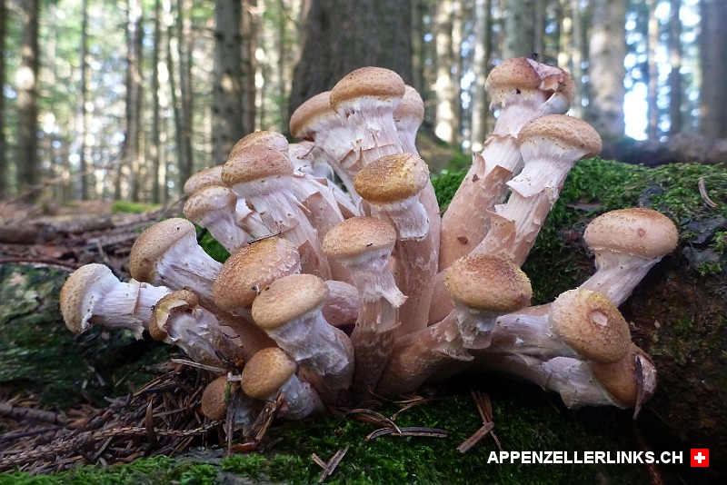Pilzgruppe in einem Appenzeller Wald
