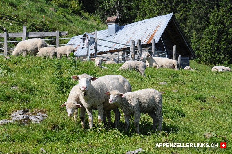 Schafe auf der Alp Bärstein im Alpstein