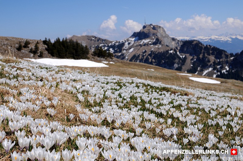 Schnee-Weisser Krokusteppich auf der Alp Sigel