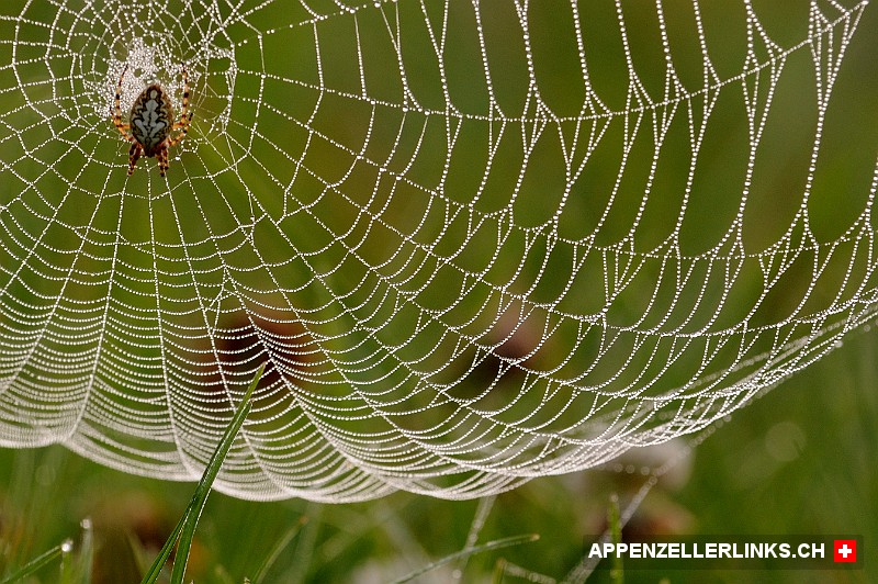 Spinne auf der Lauer im taufrischen Netz