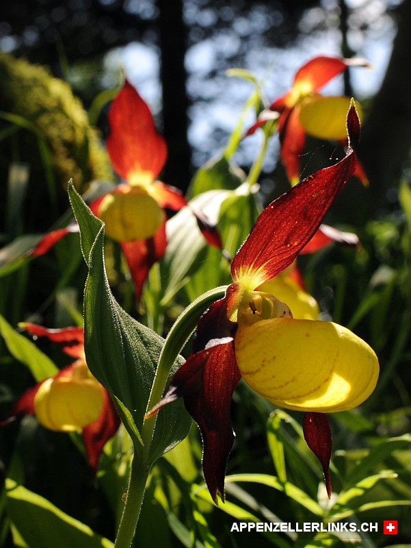 Steng geschütze Frauenschuh-Orchideen im Appenzellerlandl