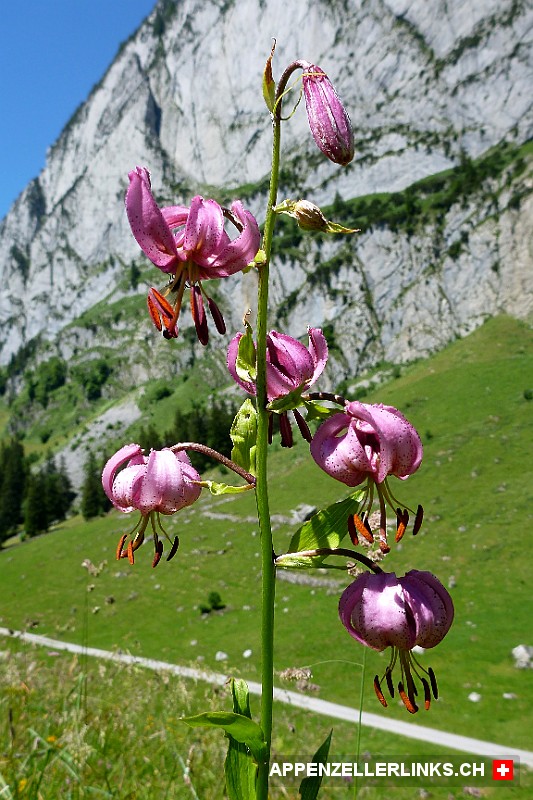 Tuerkenbund-Lilie (Lilium martagon) im Alpstein