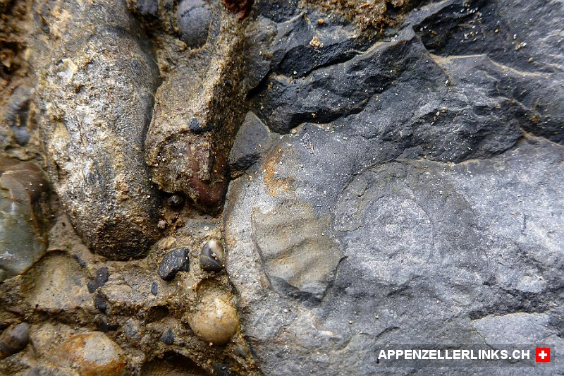 Uber 66 Millionen Jahre alter Ammonit im Appenzellerland