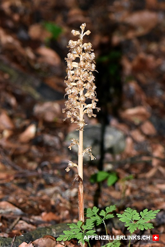 Vogel-Nestwurz Orchidee (Neottia nidus-avis)