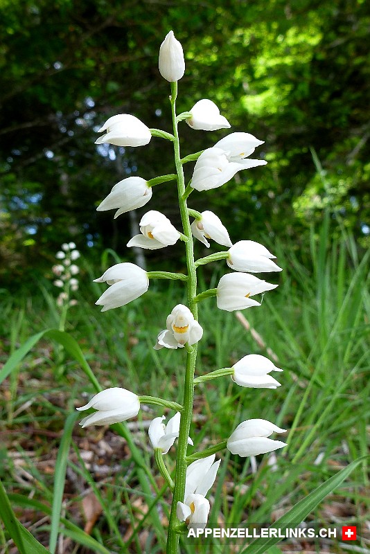 Waldvoeglein-Orchidee (Cephalanthera)