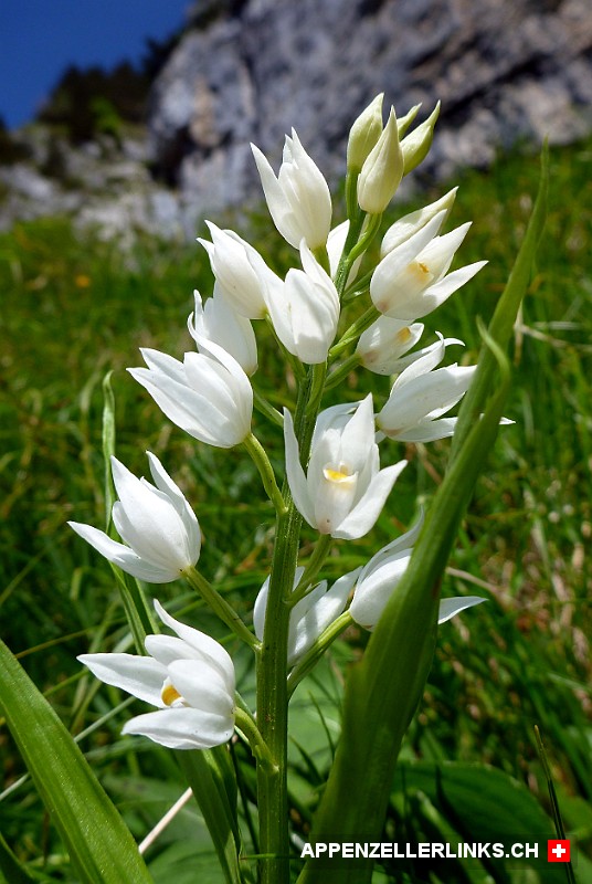 Waldvoeglein-Orchidee im Alpstein