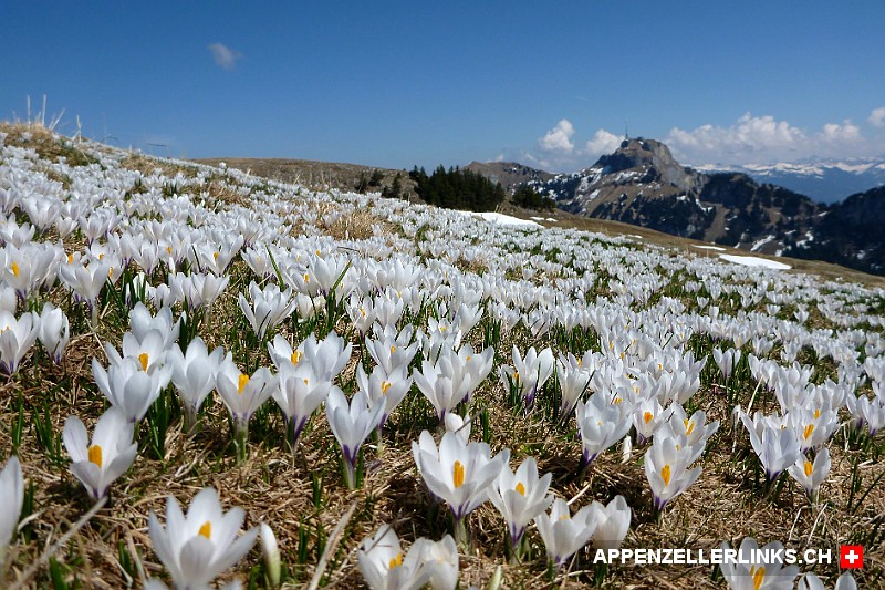 Weiss bluehende Blumenpracht im Alpstein