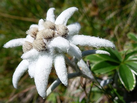 Alpen-Edelweiss (Leontopodium nivale).JPG
