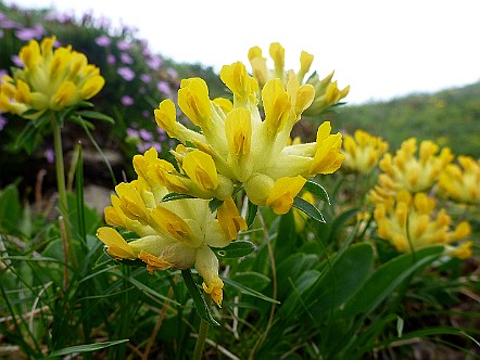 Alpen-Wundklee (Anthyllis vulneraria ssp alpestris).JPG
