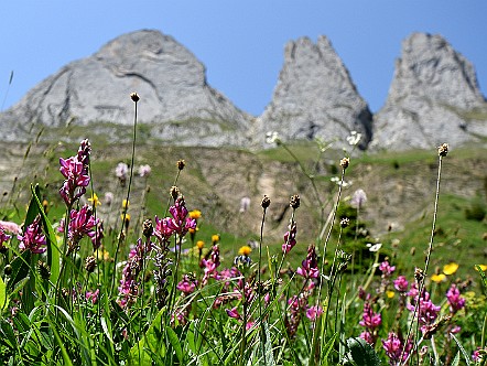 Alpenflora unterhalb der Dreifaltigkeit im Alpstein.JPG