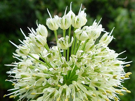 Bergknoblauch (Allium victorialis).JPG