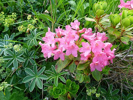 Bewimperte Alpenrose (Rhododendron hirsutum).JPG