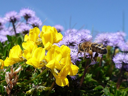 Bienen-Flugwetter rund um die Blumen der Alp Sigel.JPG
