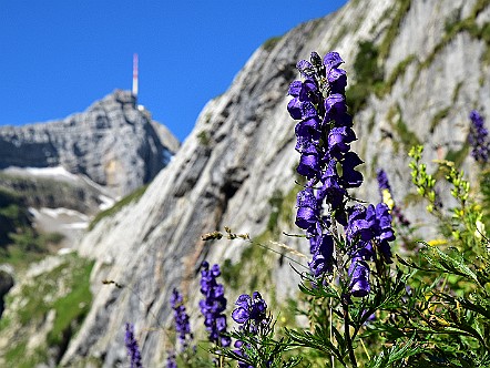 Blauer Eisenhut (Aconitum napellus) im Alpstein.JPG