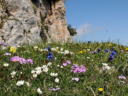 Bunte Blumenpracht auf der Alp Sigel.JPG