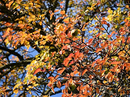 Buntes Herbstlaub an einem Obstbaum.JPG