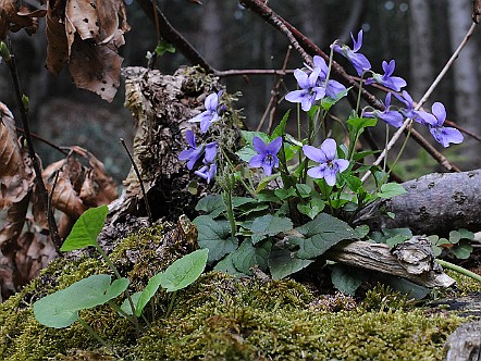Duftveilchen (Viola odorata).JPG
