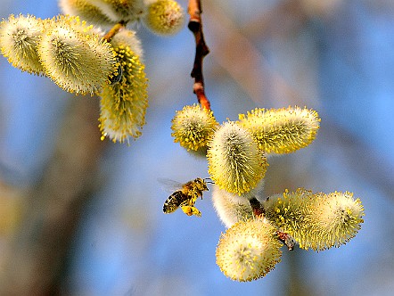 Erstes Flugwetter fÃ¼r die Bienen im FrÃ¼hling   Bilder- & Fotogalerie Appenzeller Fauna & Flora : Natur-Fotos von Pflan&shy;zen und Tieren im  Ap&shy;pen&shy;zel&shy;ler&shy;land - Das Ap&shy;pen&shy;zel&shy;ler&shy;land und der Alp&shy;stein sind keine un&shy;be&shy;rÃ¼hr&shy;te hei&shy;le Welt. Trotz&shy;dem las&shy;sen sich im Ver&shy;lauf der Jah&shy;res&shy;zei&shy;ten noch ver&shy;schie&shy;de&shy;ne und teils sel&shy;te&shy;ne SchÃ¶n&shy;hei&shy;ten der Fau&shy;na und Flo&shy;ra be&shy;wun&shy;dern. Bild&shy;titel: Erstes Flugwetter fÃ¼r die Bienen im FrÃ¼hling.  Bil&shy;der & Fo&shy;tos aus Ap&shy;pen&shy;zell, Alp&shy;stein und Ap&shy;pen&shy;zel&shy;ler&shy;land . Copy&shy;right:  Â©&nbspFREDY ZIRN ðŸ‡¨ðŸ‡­ APPEN&shy;ZELLER&shy;LINKS.CH : Alpstein, Appenzell, Appenzellerland, Bilder, Fauna, Flora, Fotos, Natur, Naturfoto