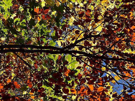 Farbig leuchtendes Laub im Herbst.JPG
