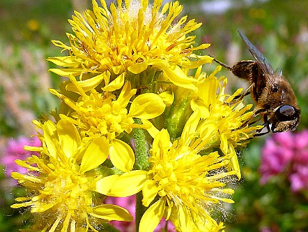 Gelbe Alpen-Blume mit Wild-Biene.JPG