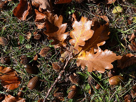 Herbstlich garnierter Boden am Waldrand.JPG