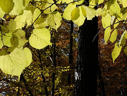 Herbstlicher Wald   Bilder- & Fotogalerie Appenzeller Fauna & Flora : Natur-Fotos von Pflan&shy;zen und Tieren im  Ap&shy;pen&shy;zel&shy;ler&shy;land - Das Ap&shy;pen&shy;zel&shy;ler&shy;land und der Alp&shy;stein sind keine un&shy;be&shy;rÃ¼hr&shy;te hei&shy;le Welt. Trotz&shy;dem las&shy;sen sich im Ver&shy;lauf der Jah&shy;res&shy;zei&shy;ten noch ver&shy;schie&shy;de&shy;ne und teils sel&shy;te&shy;ne SchÃ¶n&shy;hei&shy;ten der Fau&shy;na und Flo&shy;ra be&shy;wun&shy;dern. Bild&shy;titel: Herbstlicher Wald.  Bil&shy;der & Fo&shy;tos aus Ap&shy;pen&shy;zell, Alp&shy;stein und Ap&shy;pen&shy;zel&shy;ler&shy;land . Copy&shy;right:  Â©&nbspFREDY ZIRN ðŸ‡¨ðŸ‡­ APPEN&shy;ZELLER&shy;LINKS.CH : Alpstein, Appenzell, Appenzellerland, Bilder, Fauna, Flora, Fotos, Natur, Naturfoto