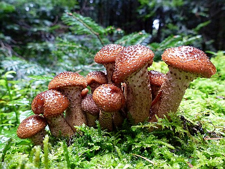Huebsche Pilze im Appenzellerland.JPG