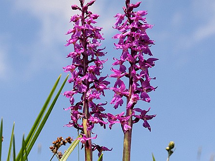 Knabenkraut-Orchideen (Orchis).JPG