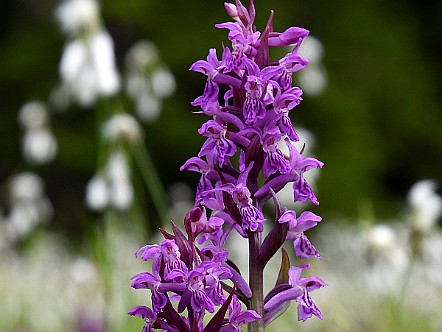 Knabenkraut-Orchideen in Naturwiese.JPG