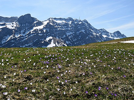 Krokusbluete auf dem Kronberg im Alpstein.JPG