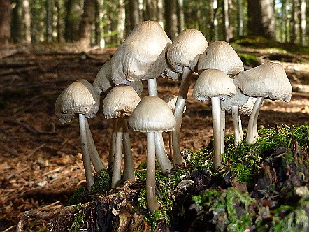 Magic Mushrooms   Bilder- & Fotogalerie Appenzeller Natur | Fauna & Flora : Natur-Fotos von Pflan&shy;zen und Tieren im  Ap&shy;pen&shy;zel&shy;ler&shy;land. Das Ap&shy;pen&shy;zel&shy;ler&shy;land und der Alp&shy;stein sind keine un&shy;be&shy;rÃ¼hr&shy;te hei&shy;le Welt. Trotz&shy;dem las&shy;sen sich hier im Ver&shy;lauf der Jah&shy;res&shy;zei&shy;ten noch ver&shy;schie&shy;de&shy;ne SchÃ¶n&shy;hei&shy;ten der Ap&shy;pen&shy;zel&shy;ler Fau&shy;na und Flo&shy;ra be&shy;wun&shy;dern. Bild&shy;titel: Magic Mushrooms.  Bil&shy;der & Fo&shy;tos aus Ap&shy;pen&shy;zell, Alp&shy;stein und Ap&shy;pen&shy;zel&shy;ler&shy;land . Copy&shy;right:  Â©&nbspFREDY ZIRN ðŸ‡¨ðŸ‡­ APPEN&shy;ZELLER&shy;LINKS.CH : Alpstein, Appenzell, Appenzellerland, Bilder, Fauna, Flora, Fotos, Natur, Naturfoto