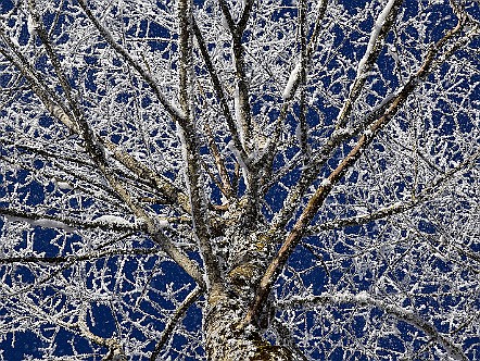 Mit Raureif verzuckerter Baum im Winter.JPG