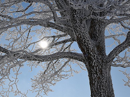 Mit Schnee verzuckerter Baum im Appenzellerland.JPG