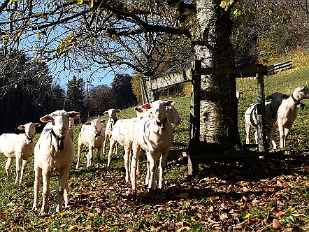 Neugierige Schafe auf einer herbstlichen Weide.JPG