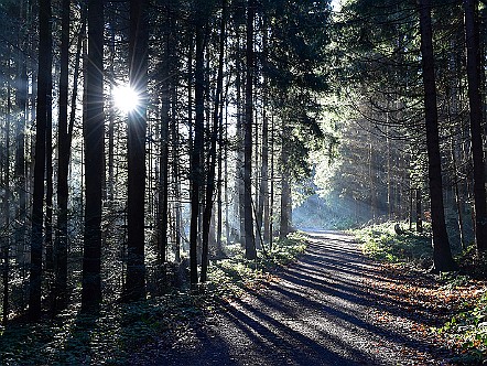 Novemberstimmung mit fahlem Sonnenlicht im Wald.JPG