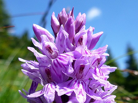 Orchideen-Bluete.JPG