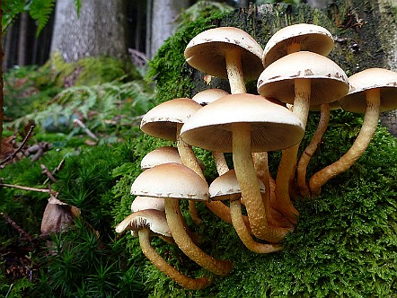 Pilze in einem Appenzeller Wald.JPG