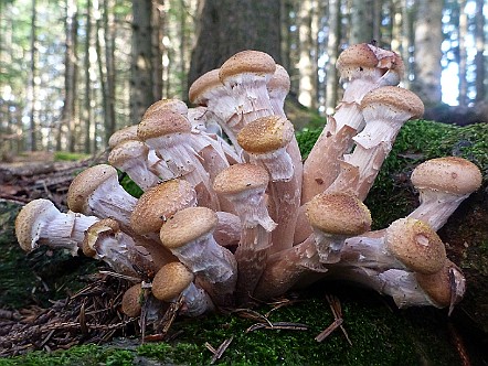 Pilzgruppe in einem Appenzeller Wald.jpg