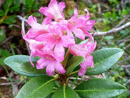 Rostblaettrige Alpenrose (Rhododendron ferrugineum).JPG