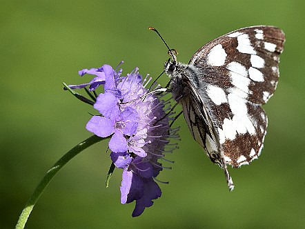 Schachbrett-Schmetterling auf Skabiosen-Bluete.JPG