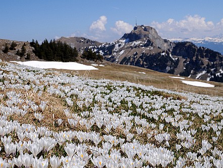 Schnee-Weisser Krokusteppich auf der Alp Sigel.JPG