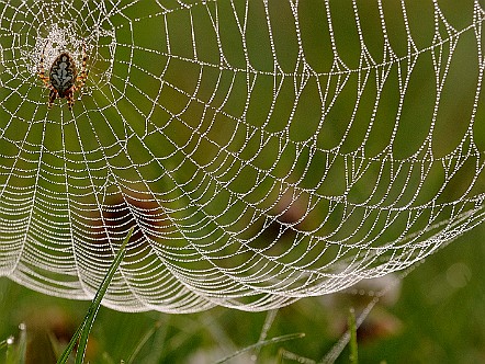 Spinne auf der Lauer im taufrischen Netz.JPG