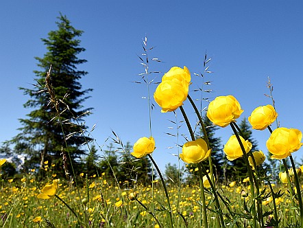 Trollblumen auf einer Naturwiese.JPG