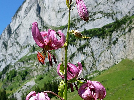 Tuerkenbund-Lilie (Lilium martagon) im Alpstein.JPG