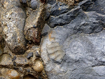 Uber 66 Millionen Jahre alter Ammonit im Appenzellerland.JPG