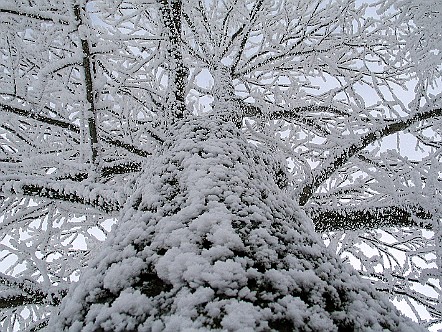 Verschneiter Baum im Appenzeller Vorderland.JPG
