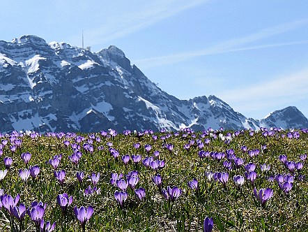 Violett leuchtender Blumenteppich auf dem Kronberg.JPG